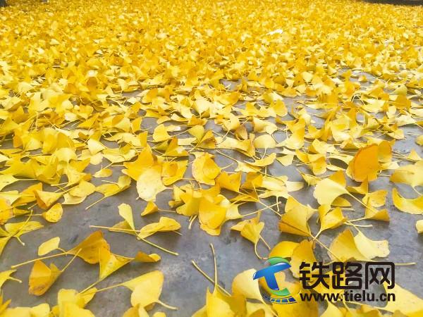 ؽ(<a href=http://www.tielu.cn/zhongtiewuhandianqihuaju/ target=_blank class=infotextkey>人</a>޹˾ݷֹ˾).jpg