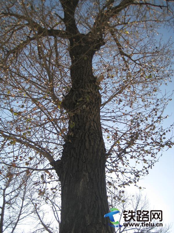 20111102110704618.jpg