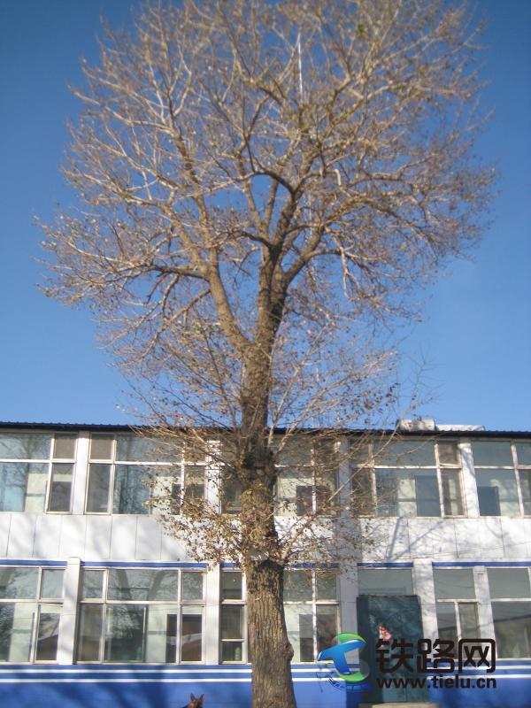 1456633758739312.jpg 20111102110733430.jpg