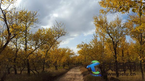 1456634042222745.jpg 初秋--王海波.jpg